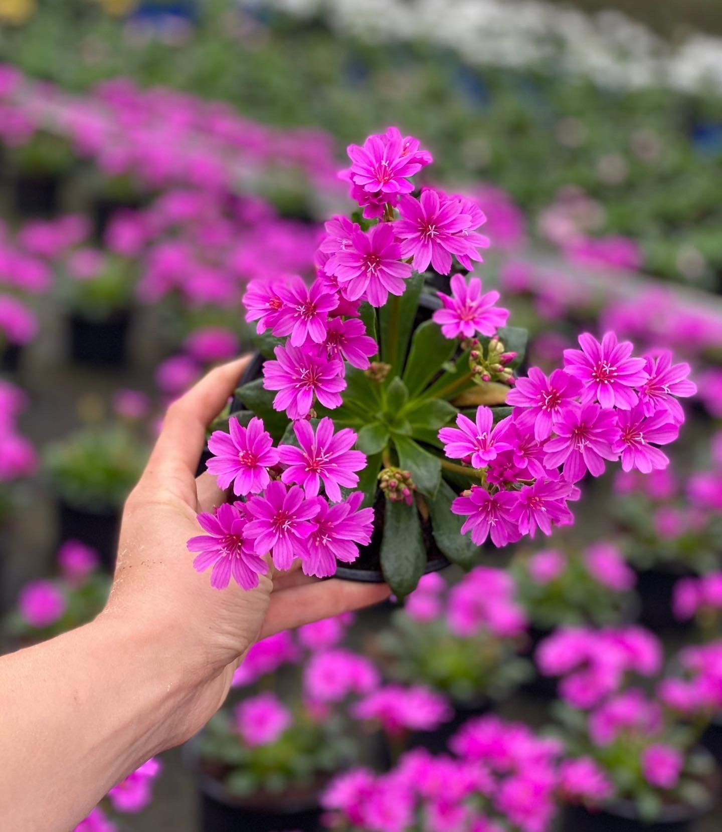 Lewisia - Bitterkruid - Image 5