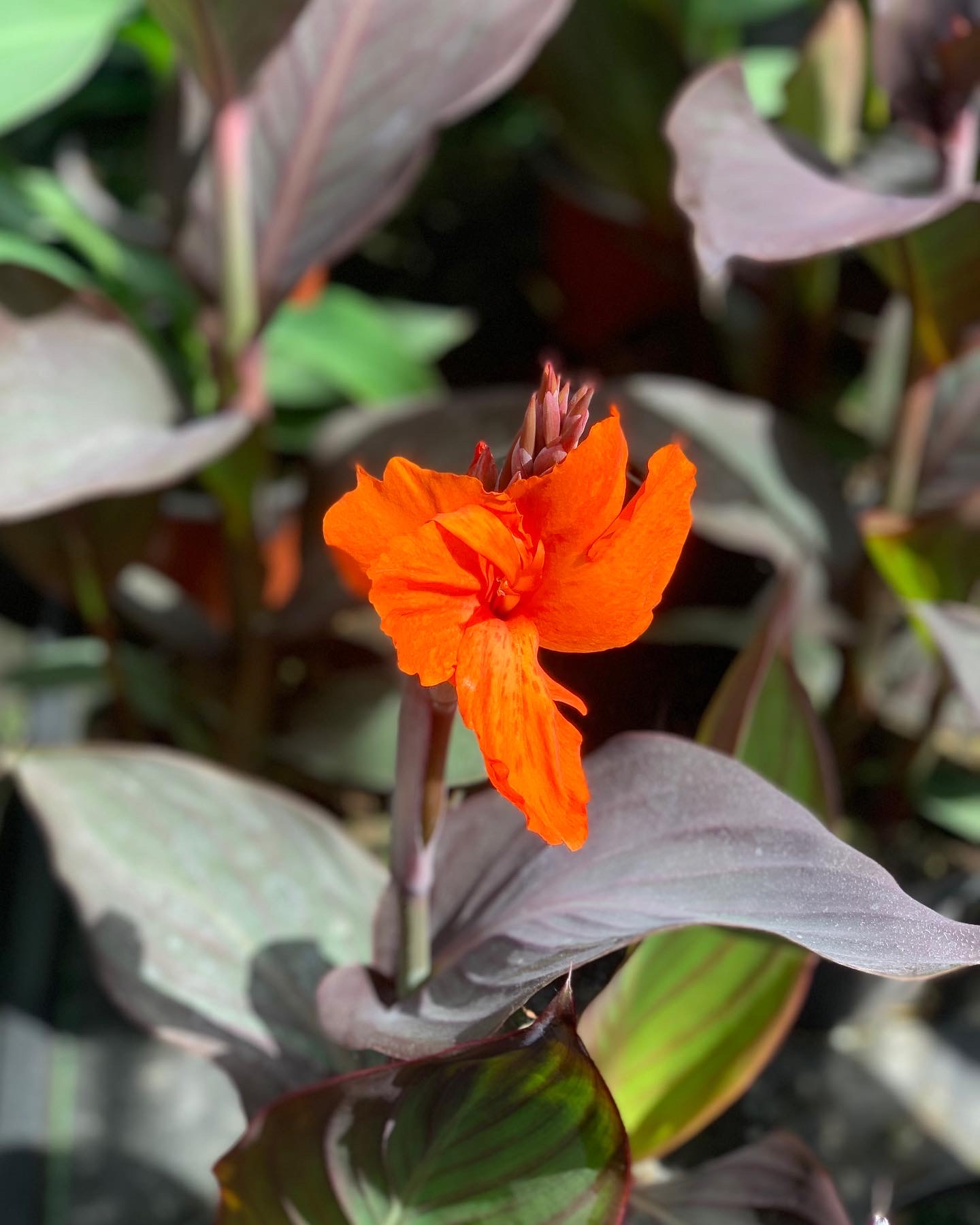 Canna - Cannova Serie - Image 4