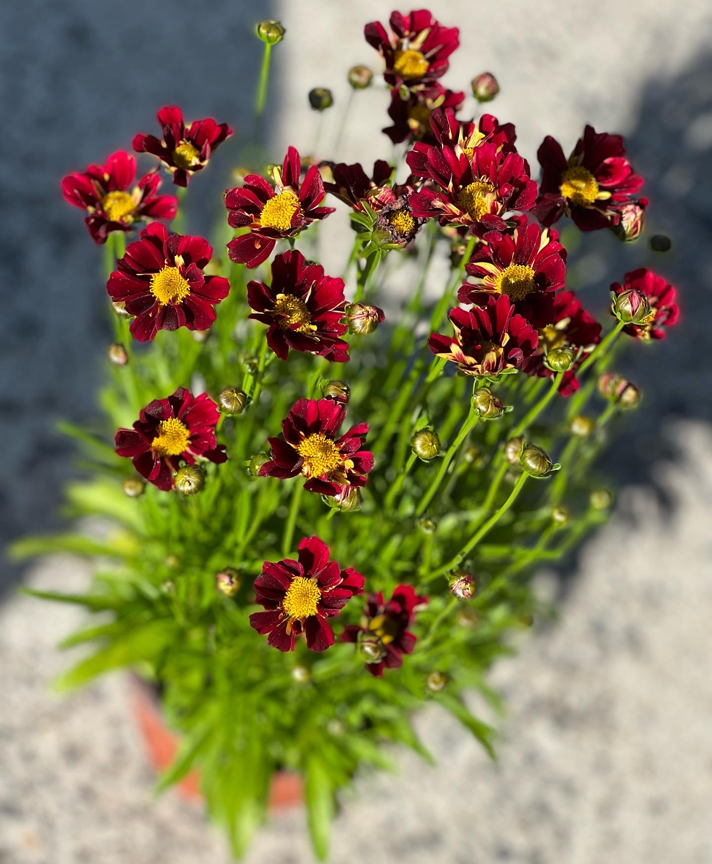 Coreopsis Lil Bang Red Elf - Image 2