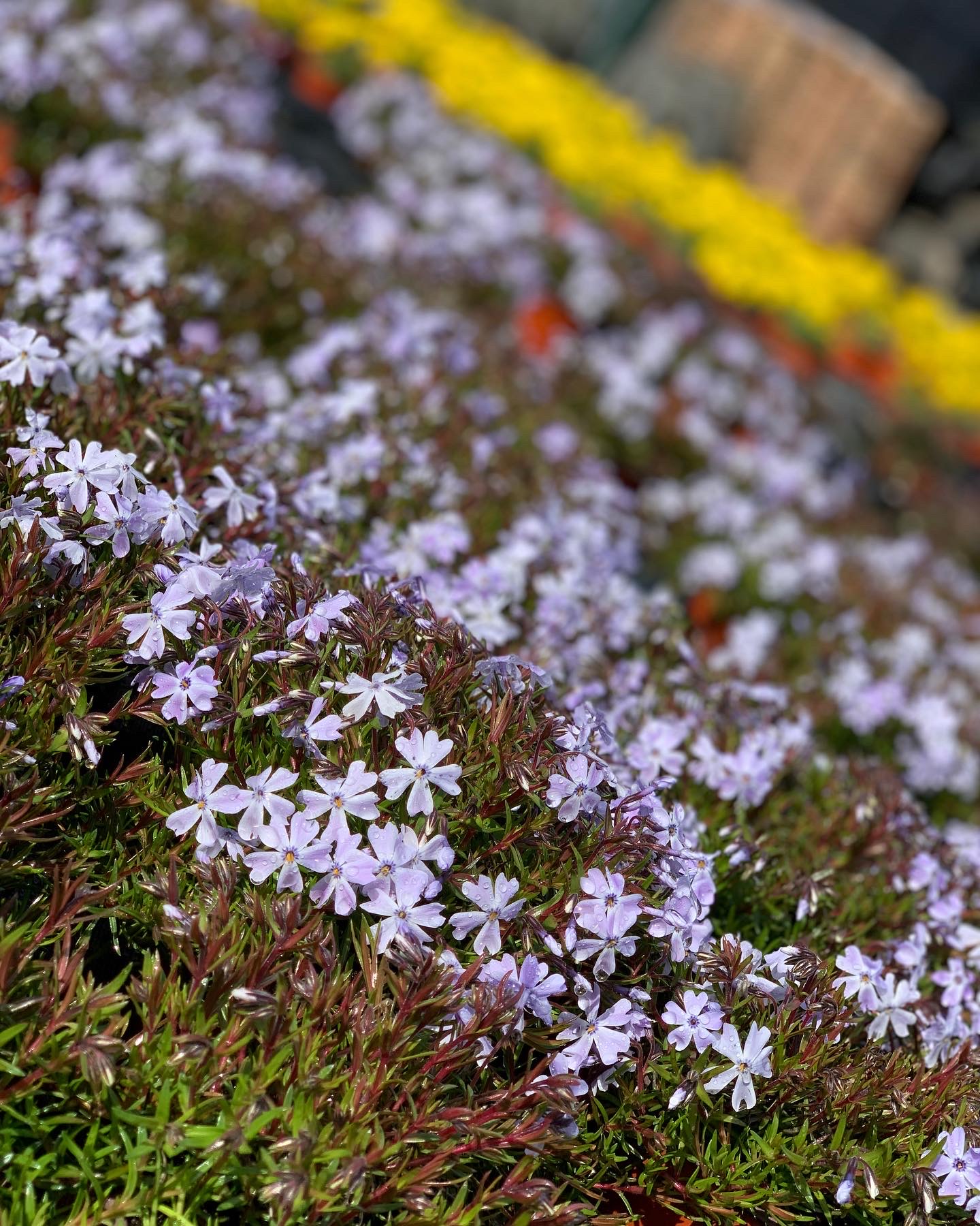 Phlox - Kruipvlambloem - Image 3