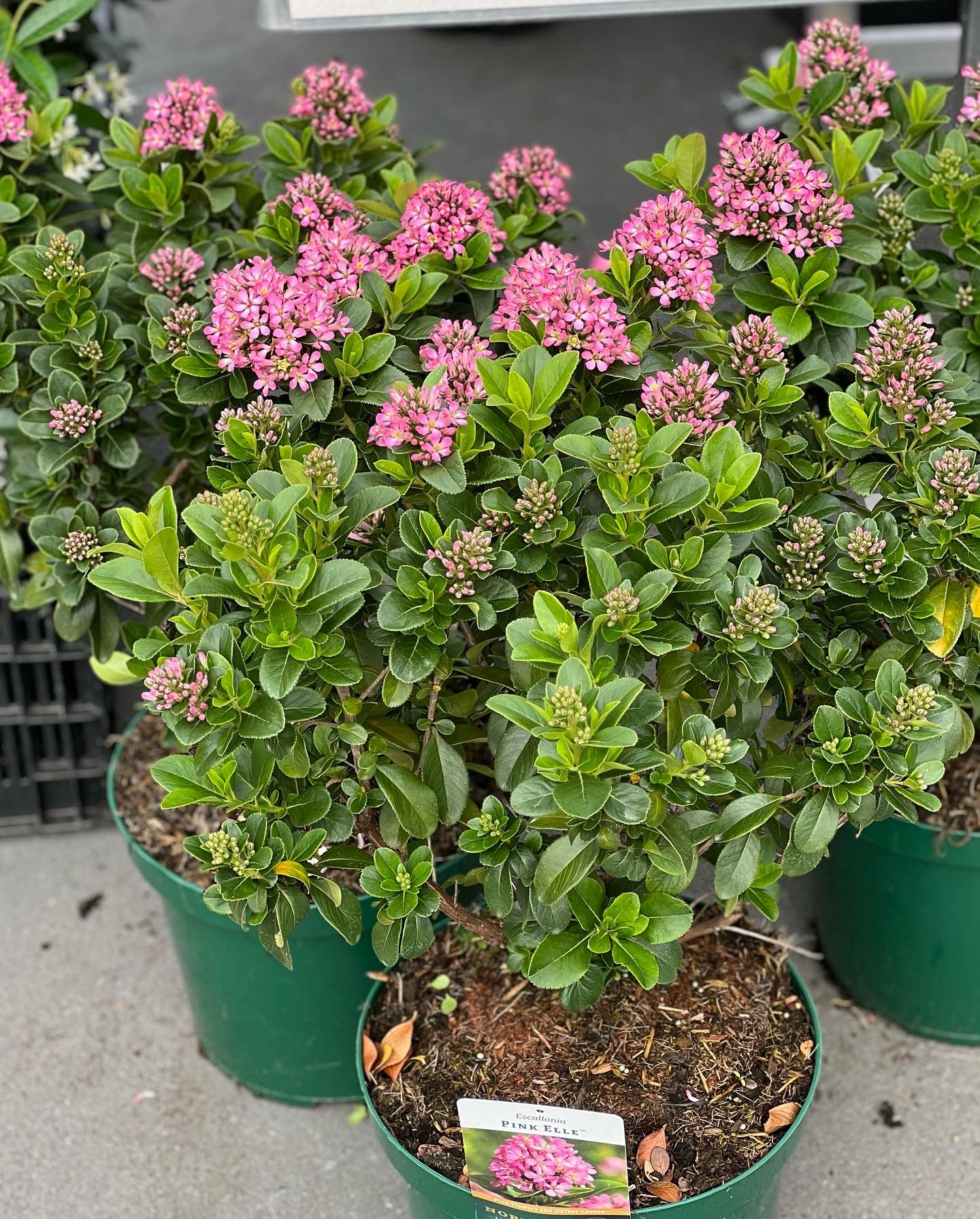 Escallonia Pink Elle 10L - Image 2