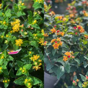 Hypericum pot 14