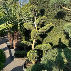 Cupressocyparis Leylandii Castlewellan Gold Bonsai