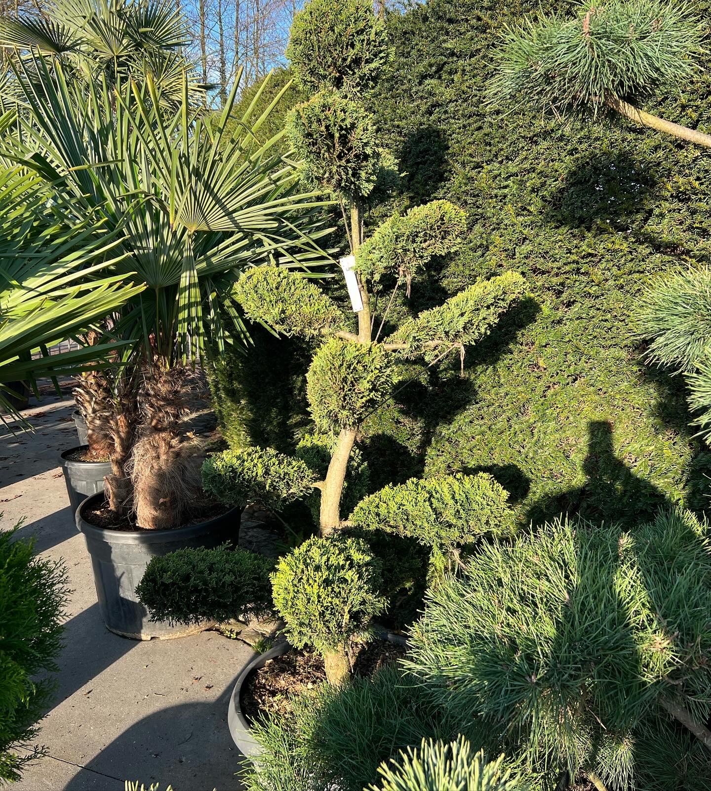 Cupressocyparis Leylandii Castlewellan Gold Bonsai