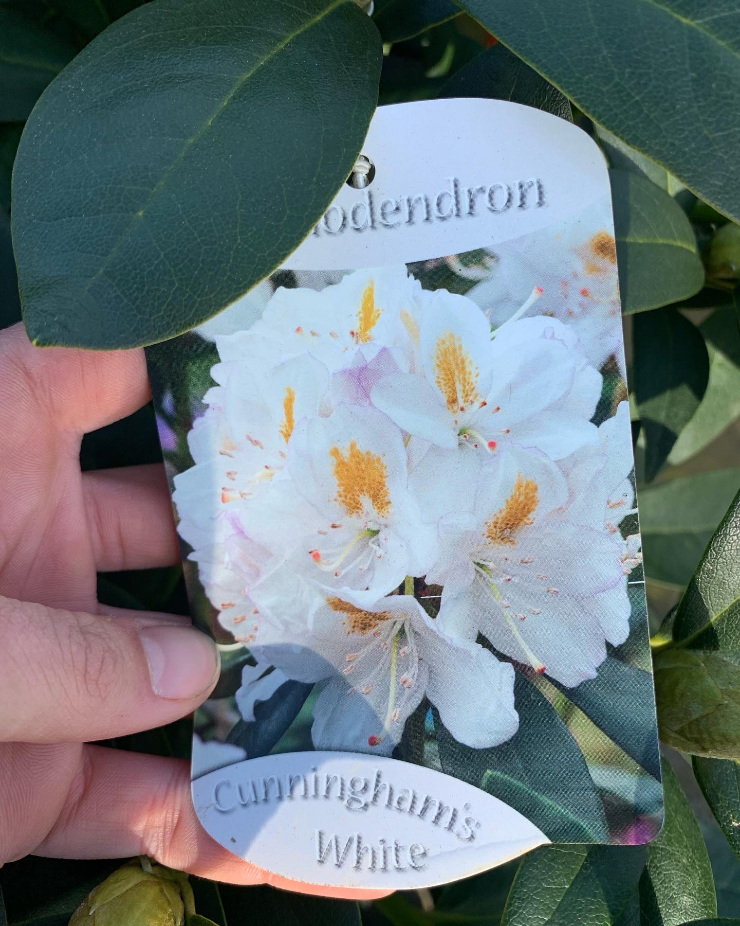 Rhododendron - Image 6