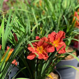 Hemerocallis ‘Every Day Lilly’