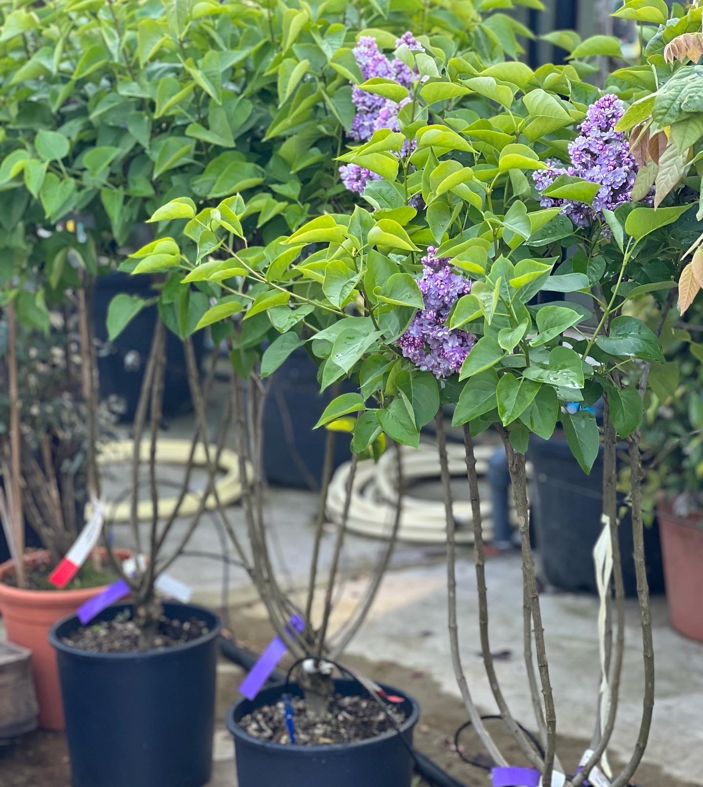 Syringa Vulgaris Michel Buchner - Image 2
