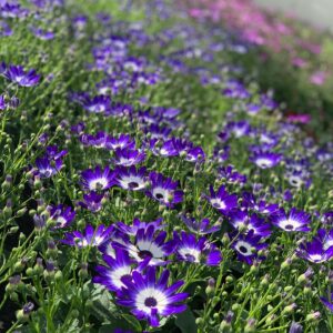 Cineraria - Pericallis x hybrida