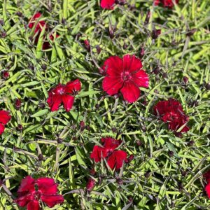 Dianthus Chinensis