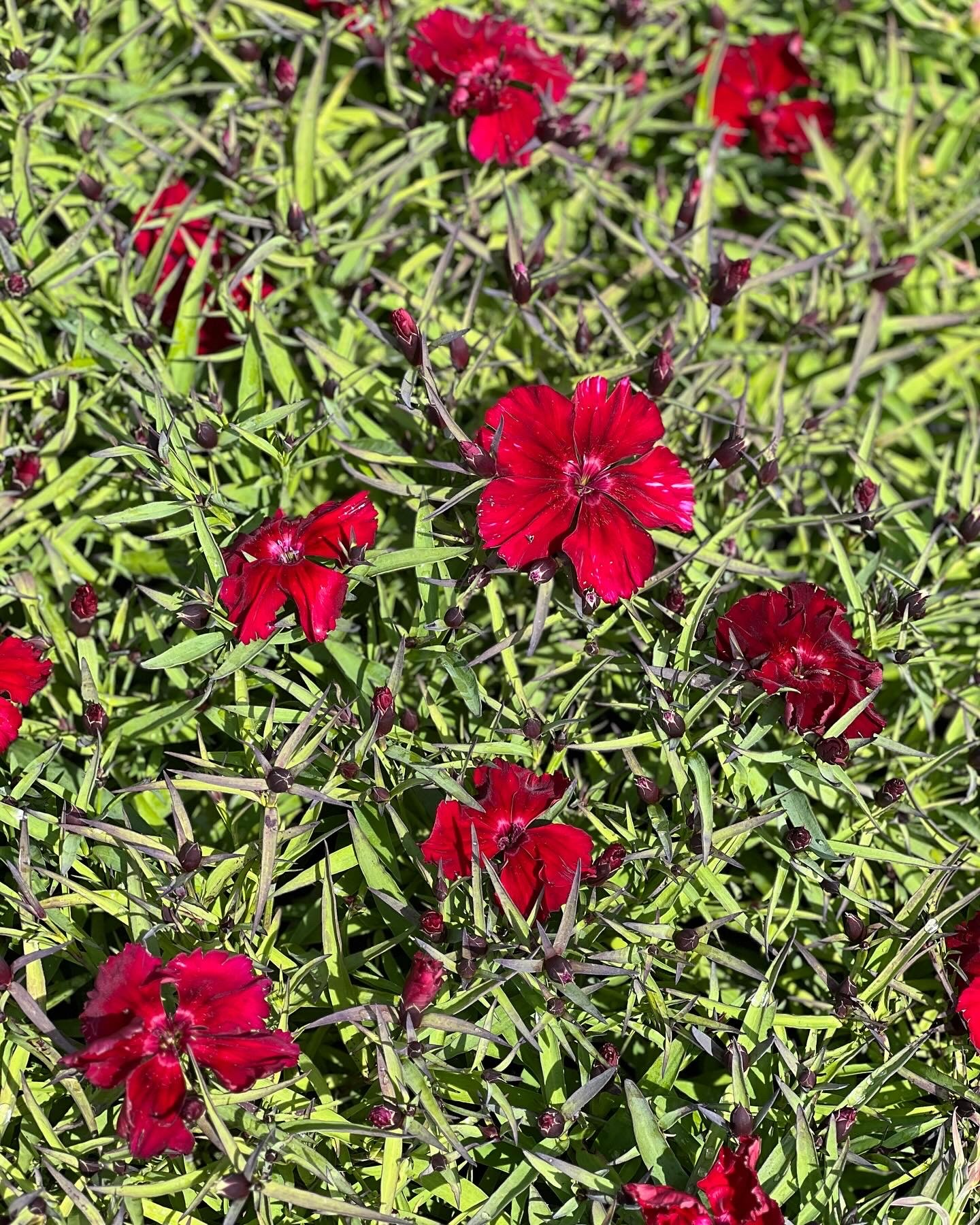Dianthus Chinensis