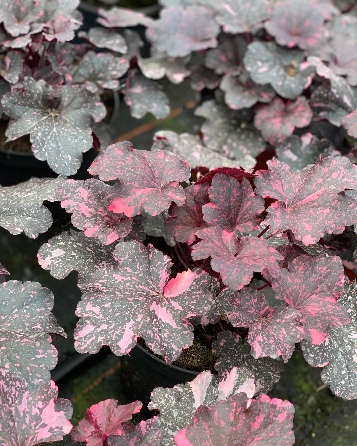 Heuchera - Purperklokje - Image 10