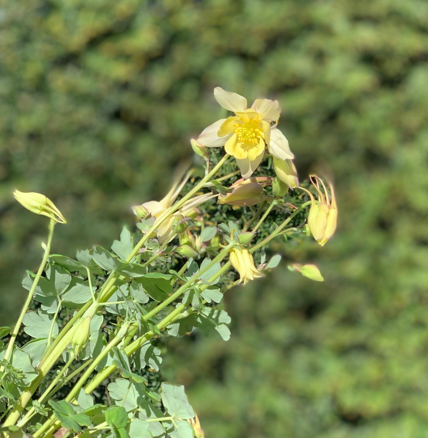 Akelie - Aquilegia - Image 3