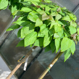 Catalpa bignonioides Nana - 180cm stam