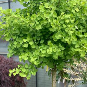 Ginkgo Biloba 300cm