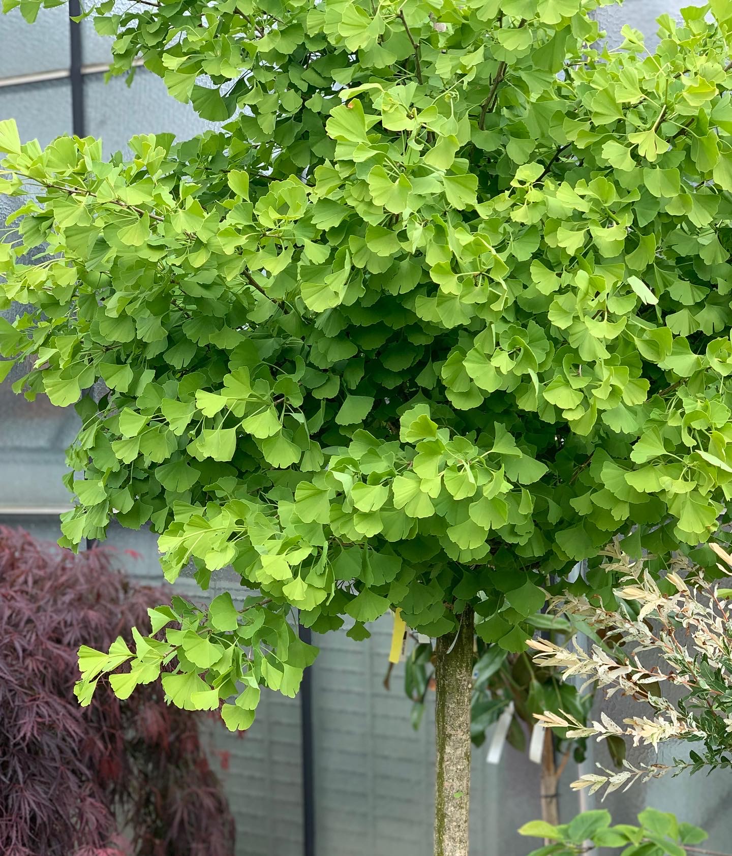 Ginkgo Biloba 300cm