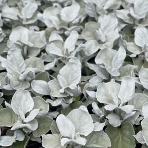 Senecio cancans Angel Wings - Kruiskruid