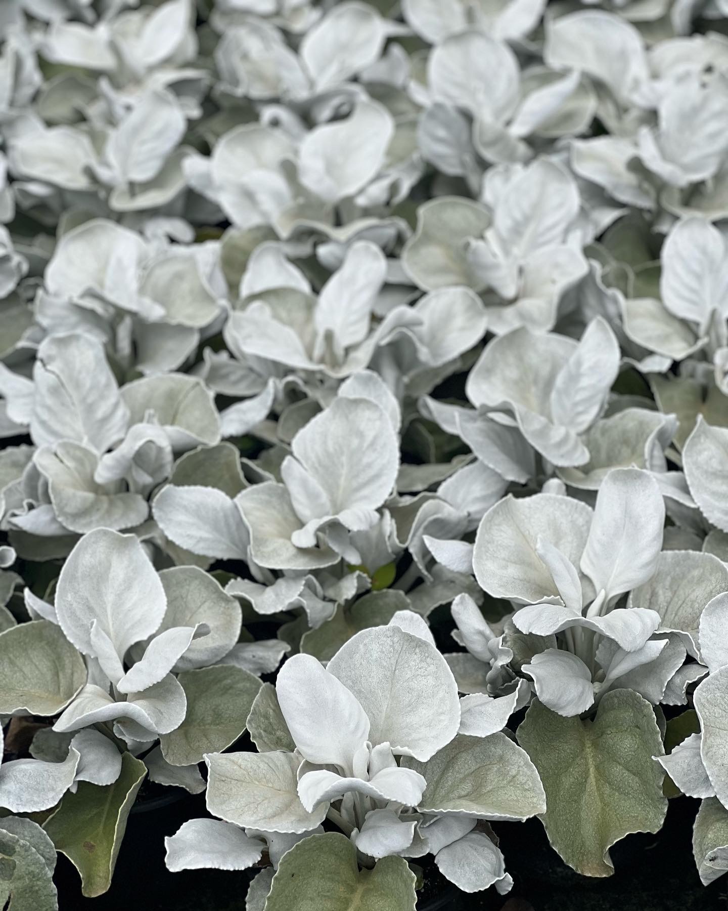 Senecio cancans Angel Wings - Kruiskruid