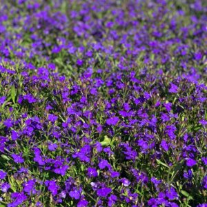 Lobelia sta plant