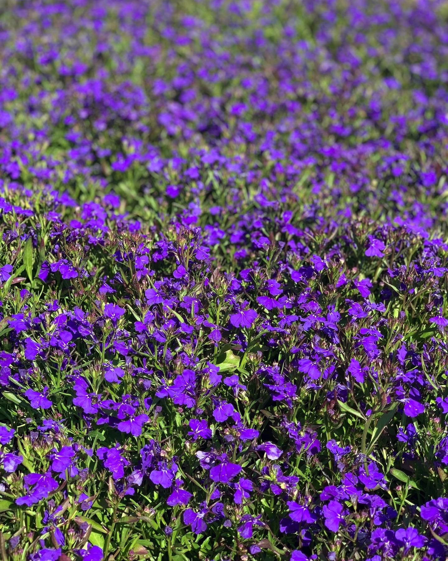 Lobelia sta plant
