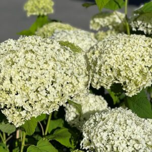 Hydrangea arborescens Annabelle