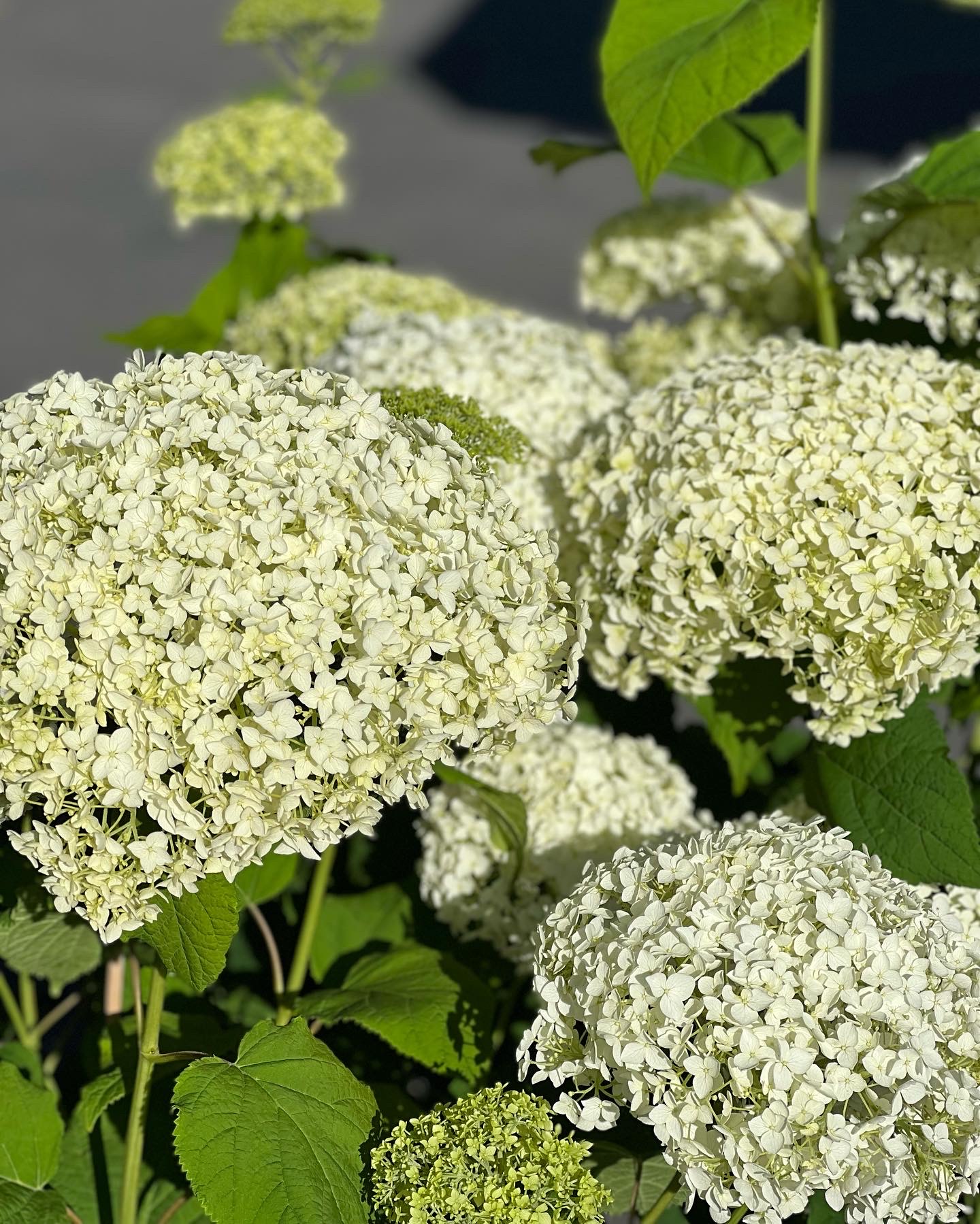 Hydrangea arborescens Annabelle