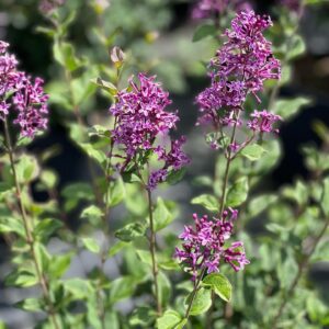 Syringa Bloomerang Dark Purple 10L
