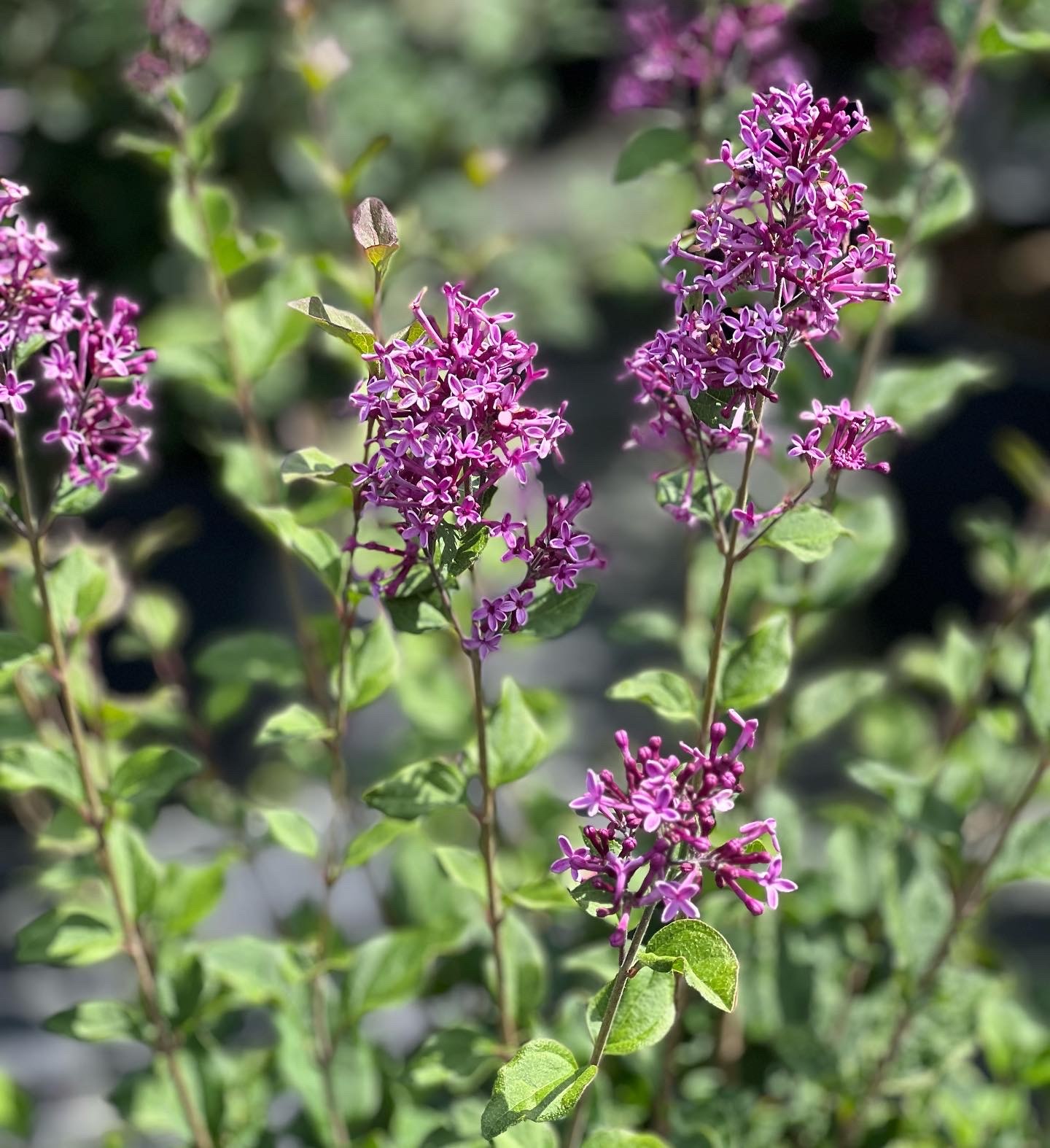 Syringa Bloomerang Dark Purple 10L