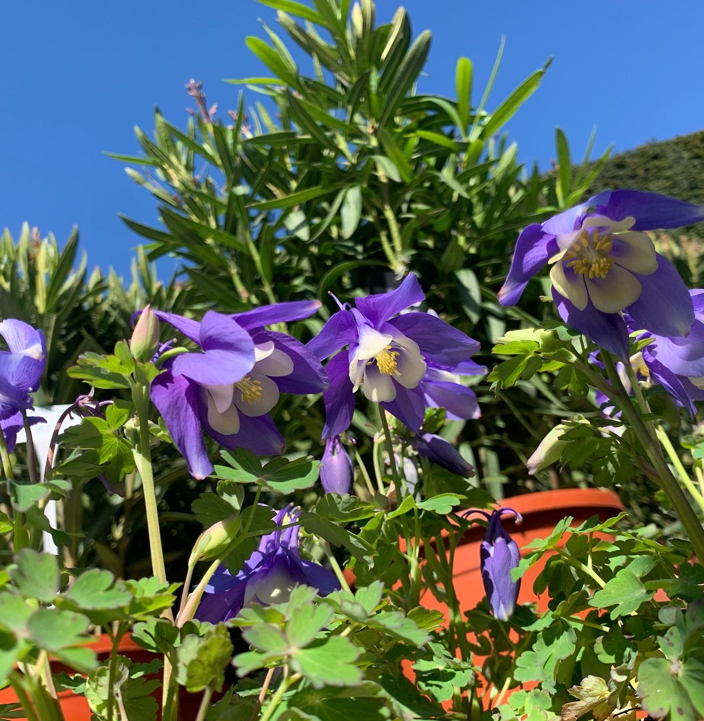Akelie - Aquilegia - Image 4
