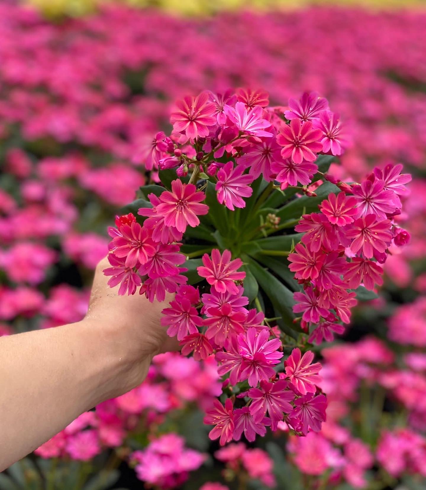 Lewisia - Bitterkruid - Image 2