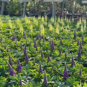 Lupine XXL