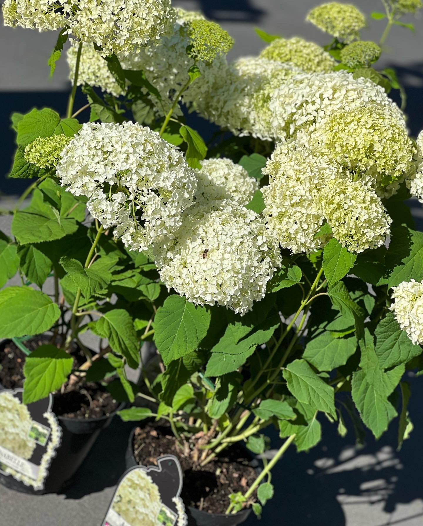 Hydrangea arborescens Annabelle - Image 2
