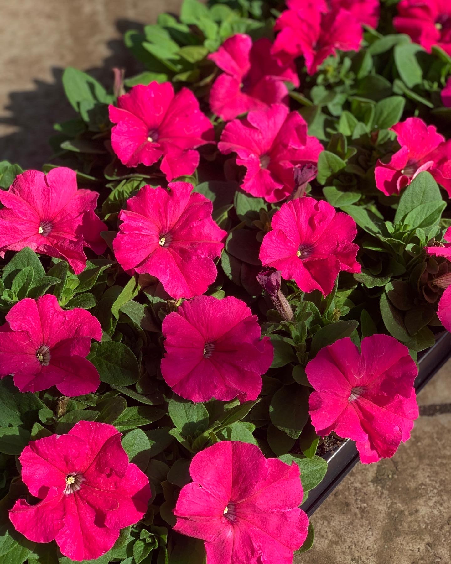 Petunia - Image 4