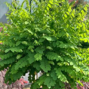 Robinia pseudoacacia Umbraculifera - Bolacacia