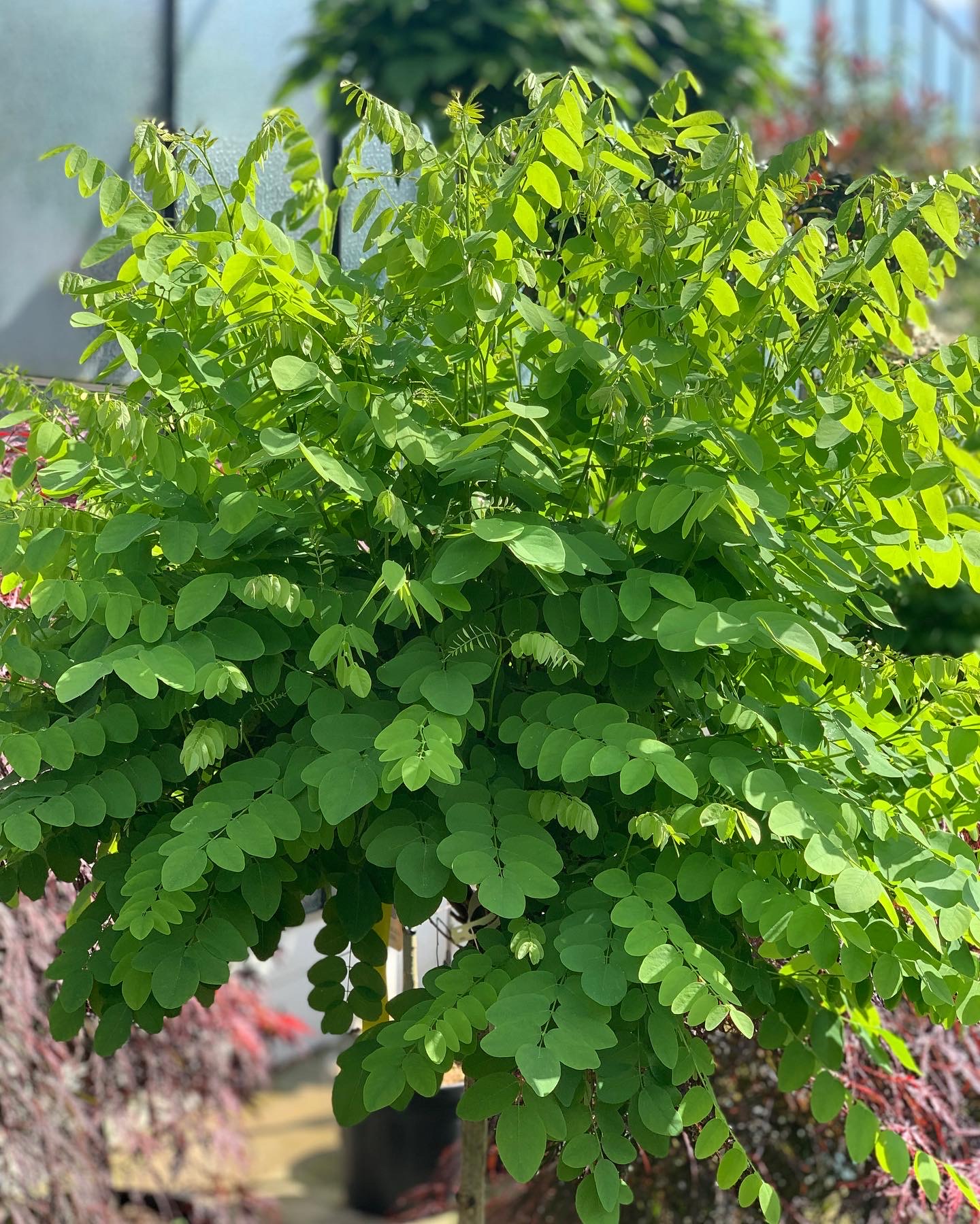 Robinia pseudoacacia Umbraculifera - Bolacacia