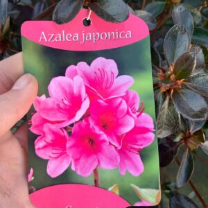 Azalea Japonica
