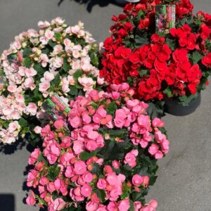 Betulia Begonia