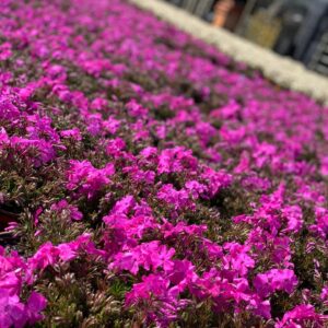 Phlox - Kruipvlambloem