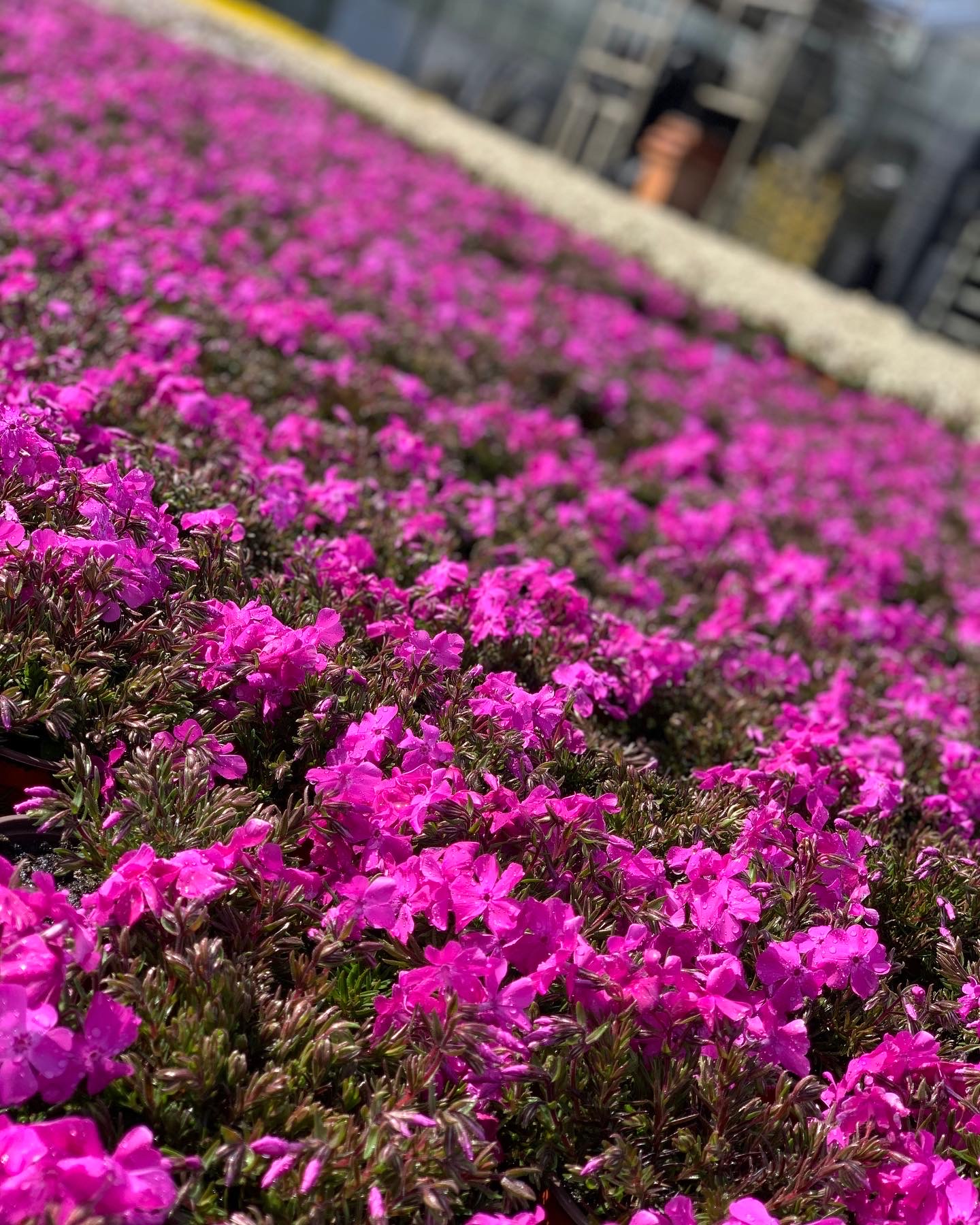 Phlox - Kruipvlambloem