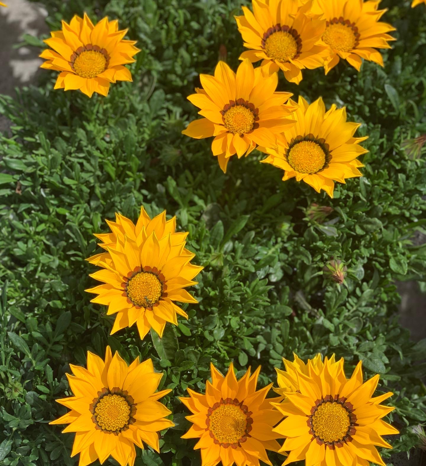 Gazania - Middaggoud - Image 4
