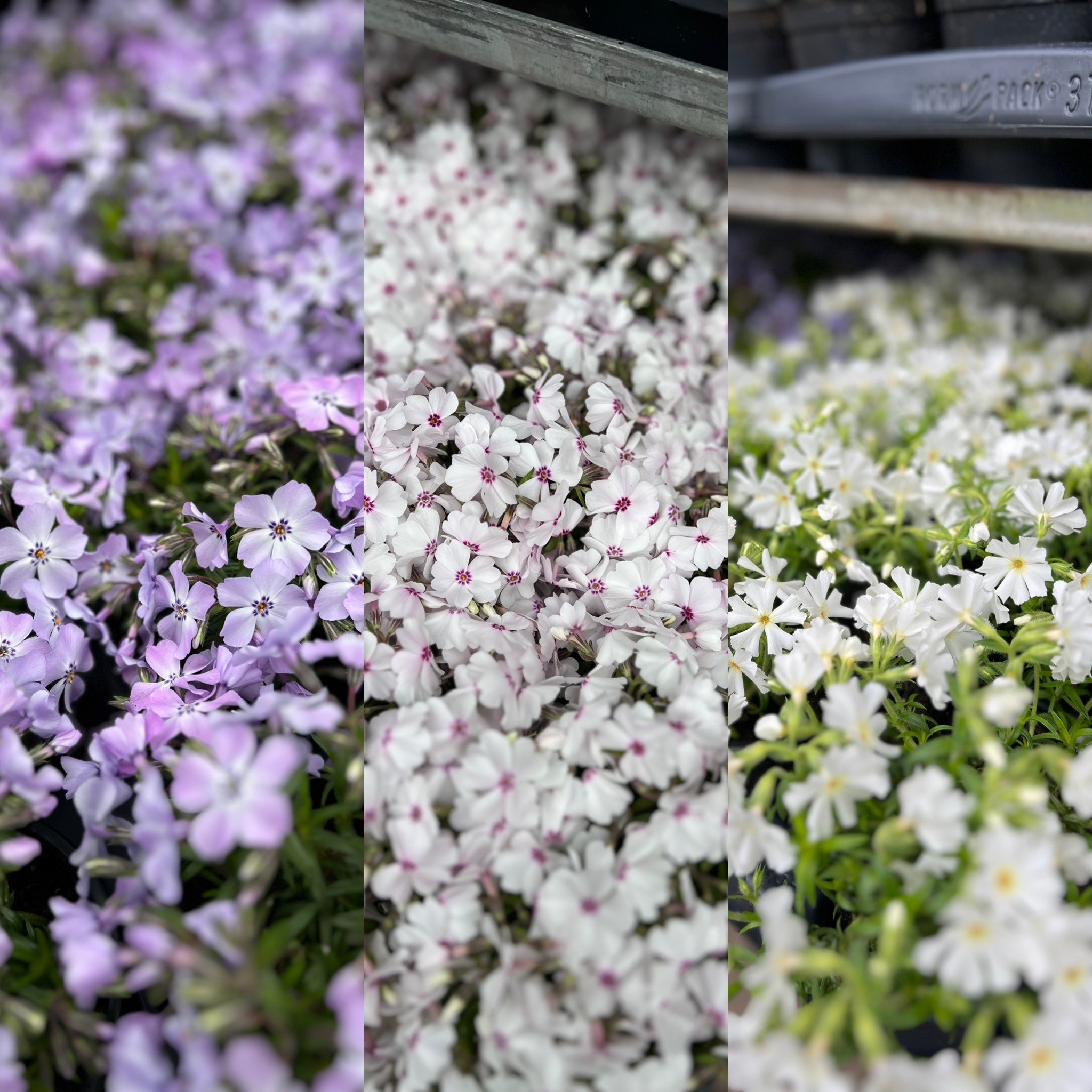 Phlox - Kruipvlambloem - Image 5