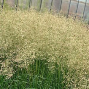 Deschampsia cespitosa 'Goldtau' - Ruwe Smeele