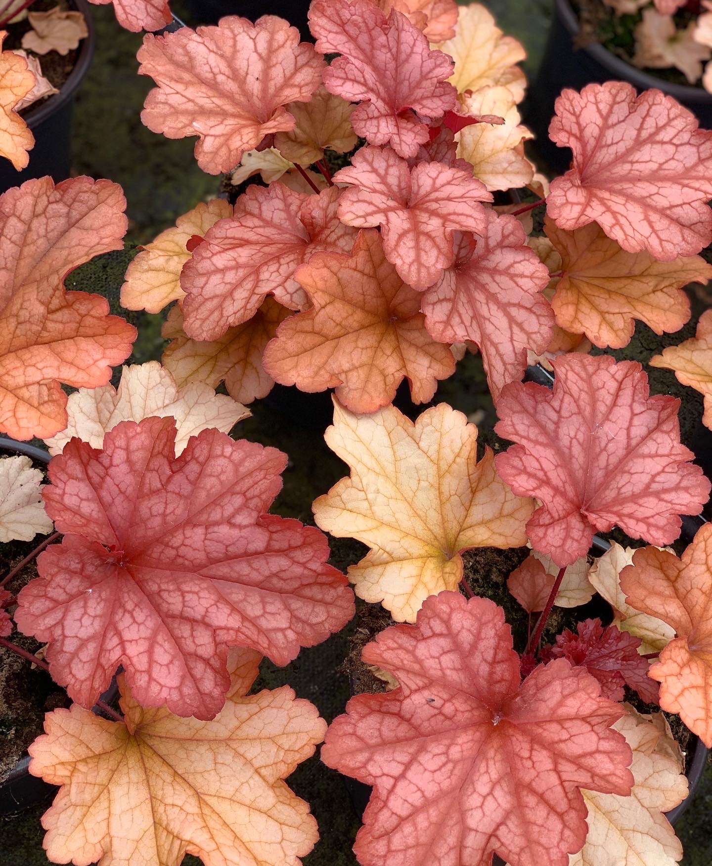 Heuchera - Purperklokje - Image 9