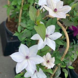 Clematis met kader