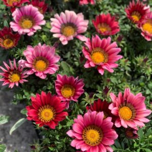 Gazania - Middaggoud