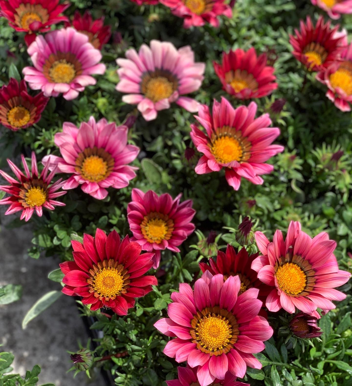 Gazania - Middaggoud