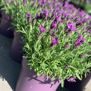 Vlinderlavendel - Lavandula Stoechas