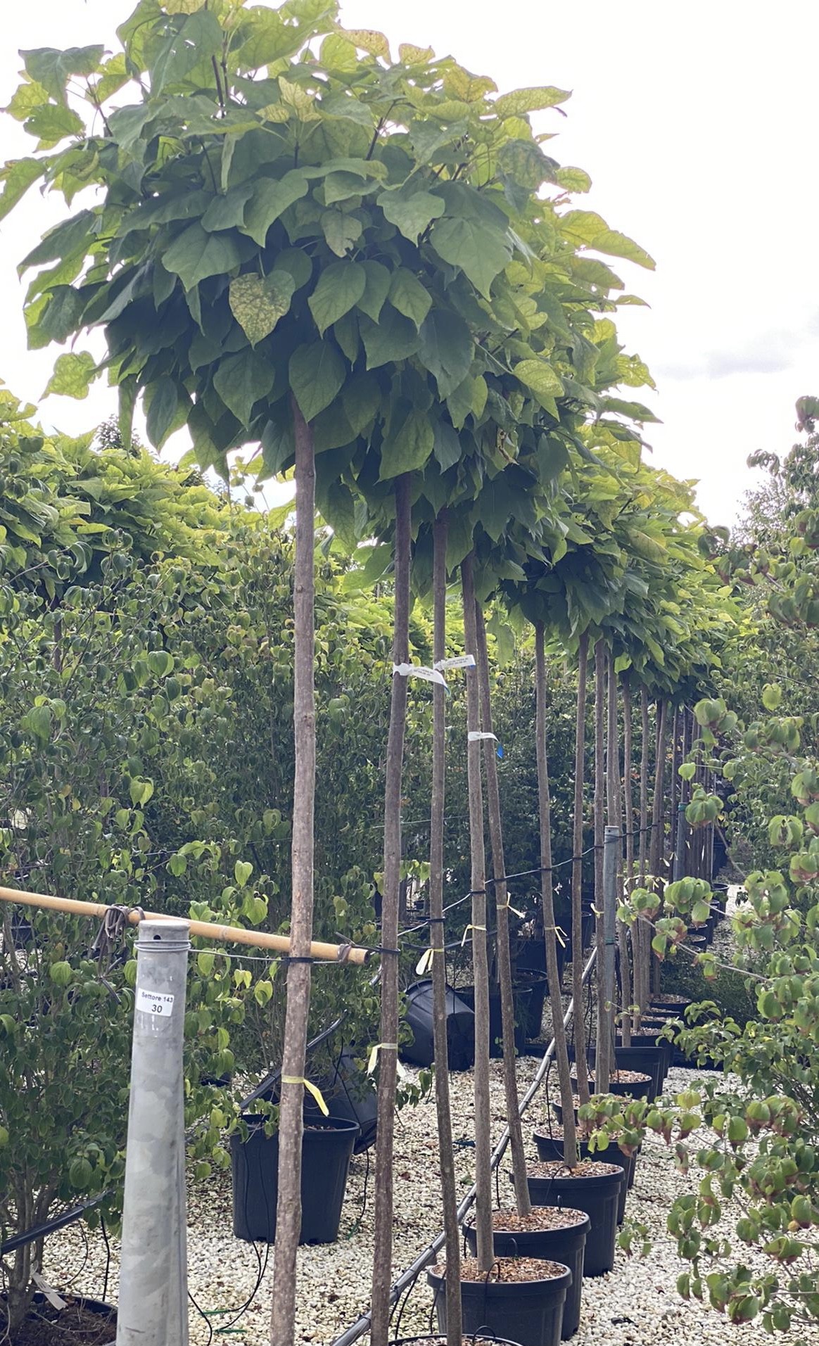 Catalpa bignonioides Nana - 325 cm - Image 2