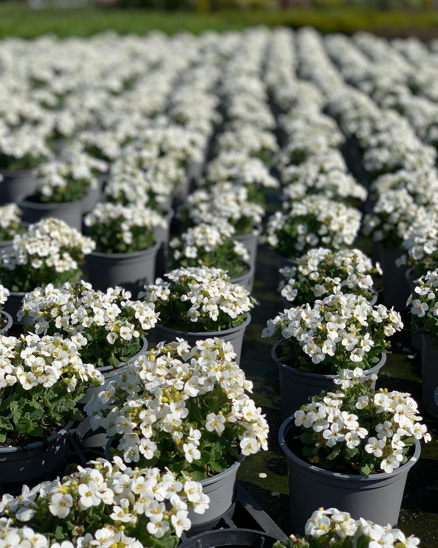 Arabis Caucasica - Rijstebrij - Image 2