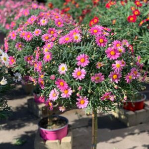 Argyranthemum Frutescens - margriet op stam