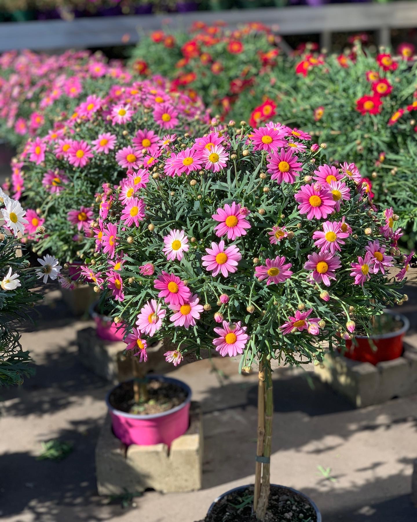 Argyranthemum Frutescens - margriet op stam